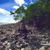 Отель Cape Tribulation Holiday House, фото 4