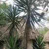 Отель Chaya Maya Jungle Lodge, фото 7