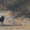 Отель Thobolo's Bush Lodge, фото 10