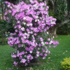 Отель Chalé da Pedra, фото 8