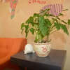 Отель Chillaxroom 2, фото 10