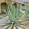 Отель Mawimbi Lodge Hotel, фото 11