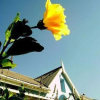 Отель The Merry Widow Country Retreat, фото 3