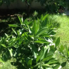Отель Guest House Fig City, фото 6