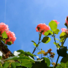 Отель Studio Les Hortensias, фото 24
