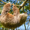 Отель Sloth House, фото 19