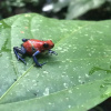Отель Selvita Lodge Arenal, фото 7