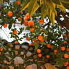 Отель Giardino Del Sole, фото 5