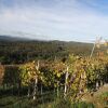 Отель Vineyard Cottage Lisec Relaxation, фото 17