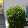 Отель Apartments Skoric, фото 7