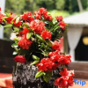 Отель Fushengtang Lingyin Ferry Homestay (West Lake Lingyin Temple Branch), фото 4