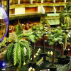 Отель Sahara Star, фото 21