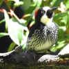 Отель Miriam's Quetzaly lodge, фото 8