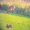 Отель La Berrycurienne Proche du zoo de Beauval Saint-aignan, фото 1