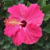 Отель Flamingo Inn, фото 15