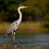 Отель Ichingo Chobe River Lodge, фото 2