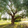 Отель Olive Ranch by AvantStay, фото 21