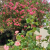 Отель Logis de Libourne, фото 16