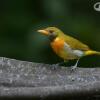 Отель Tinamu Birding Nature Reserve, фото 28