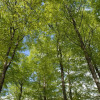 Отель Bokebacken Forest Hotel, фото 22