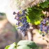 Отель Mettler Winery, фото 29