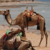 Отель Bedouin Star, фото 23