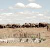 Отель Kruger Sunset Lodge - living with lions, фото 24