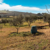 Отель Quaint Farmhouse in Plagiari surrounded with Olive Trees, фото 19