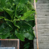 Отель Tilar Siro Andamans - CGH Earth, фото 27