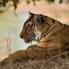 Отель The Ranthambhore Bagh, фото 18