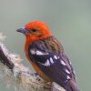 Отель Cabinas El Quetzal, фото 5