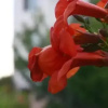 Отель Big Garden, фото 22