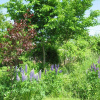 Отель The Nelson House Bed & Breakfast, фото 31