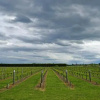 Отель Dunnolly Vineyard Bed & Breakfast, фото 4