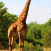 Отель OuKlip Game Lodge, фото 23
