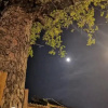 Отель Yanxitang Private Yard Guest House, фото 9