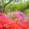 Отель Ganghwa Full of Sunshine Pension, фото 16