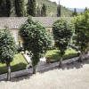 Отель Vistarenni Cottage, фото 1