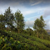 Отель Tea Castle Munnar, фото 10