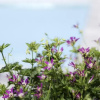 Отель Le Beau Site, фото 8