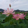 Отель Blooming Lotus.3 Bookhous.Fuyang, фото 28