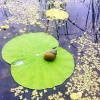 Отель Baiyangdian Lotus View No.38 Farmstay, фото 20