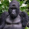 Отель Ecomarvels Gorilla Resort, фото 19