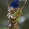 Отель Willpattu Wild Watch, фото 13