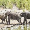 Отель Eagle Tented Lodge & Spa Etosha, фото 20