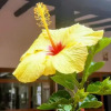 Отель Villa Tamauka Hotel, фото 2