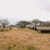 Отель Rongai Eleven Serengeti Camp, фото 3