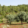 Отель Ajloun Forest Reserve, фото 9