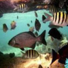 Отель El Duende del Mar, фото 19