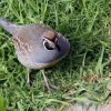 Отель Fantail B&B, фото 13